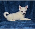 Small Photo #2 Pomsky Puppy For Sale in BARNESVILLE, KS, USA