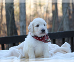 Small Photo #20 Goldendoodle Puppy For Sale in ROUGEMONT, NC, USA