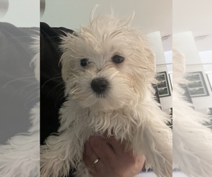 Maltese Puppy for sale in SOUTHWEST RANCHES, FL, USA