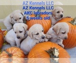 Small Photo #3 Labrador Retriever Puppy For Sale in SILSBEE, TX, USA