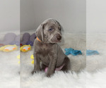 Puppy Lola Weimaraner