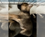 Small Photo #31 German Shepherd Dog-Siberian Husky Mix Puppy For Sale in LOS GATOS, CA, USA