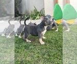 Small #8 American Bully