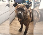 Small #2 Mutt