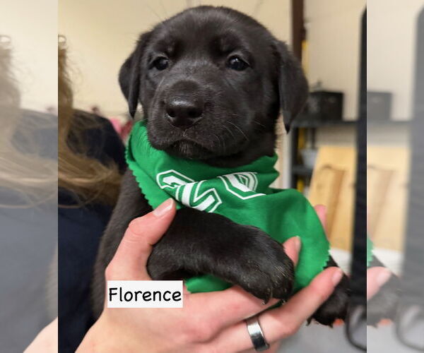 Medium Photo #2 Labrador Retriever-Unknown Mix Puppy For Sale in GILBERTS, IL, USA