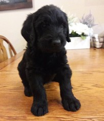 Labradoodle Puppy for sale in MOUNT VERNON, WA, USA