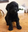Small Photo #1 Labradoodle Puppy For Sale in MOUNT VERNON, WA, USA