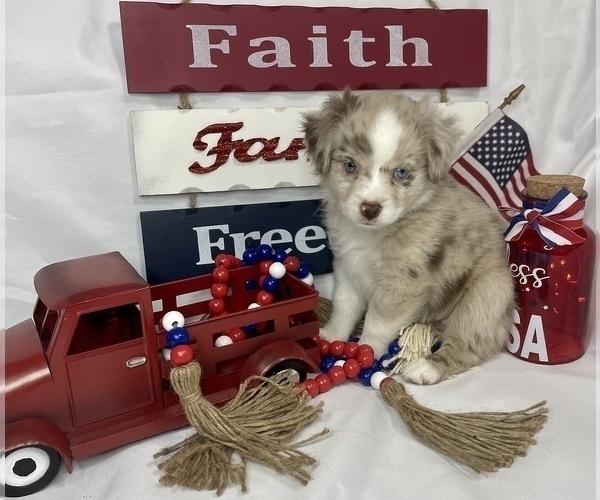 Medium Photo #1 Miniature Australian Shepherd Puppy For Sale in HILLSBORO, KS, USA