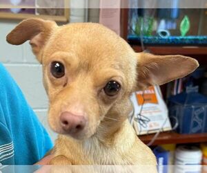 Chihuahua Dogs for adoption in Staley, NC, USA