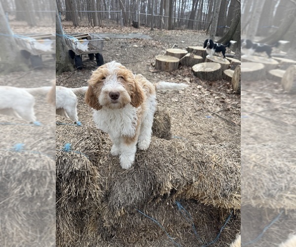 Medium Photo #38 Aussie-Poo-Goldendoodle Mix Puppy For Sale in COMMERCE, MI, USA
