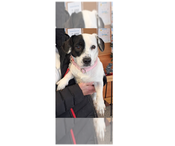 Medium Photo #15 Mutt Puppy For Sale in Greenbelt, MD, USA