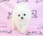 Small Photo #18 Pomeranian Puppy For Sale in LAS VEGAS, NV, USA
