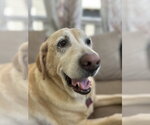 Small #1 Labrador Retriever