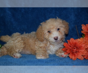 Poodle (Toy) Puppy for sale in BARNESVILLE, KS, USA