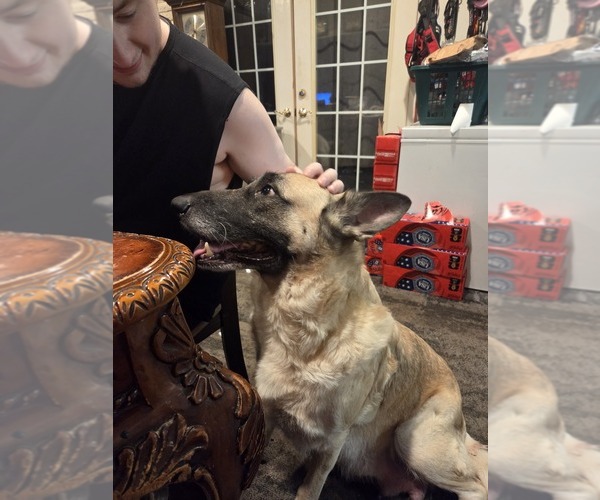 Medium Photo #1 German Shepherd Dog Puppy For Sale in FORT WORTH, TX, USA