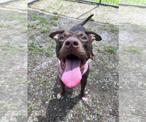 Medium Photo #1 Mutt Puppy For Sale in Abbeville, LA, USA