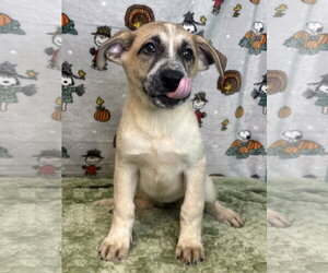 261570  Latte - Female Border Collie-Unknown Mix Dog for Adoption - Photo #3
