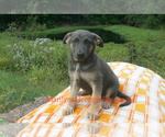 Small #1 German Shepherd Dog