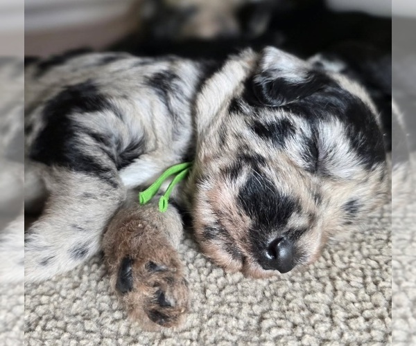 Medium Photo #3 Irish Wolfhound-Poodle (Standard) Mix Puppy For Sale in CEDAREDGE, CO, USA