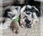 Small #2 Irish Wolfhound-Poodle (Standard) Mix