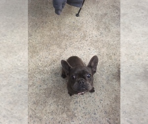 French Bulldog Puppy for sale in NEW BERN, NC, USA