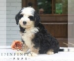Small #3 Bernedoodle (Miniature)