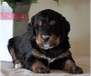 Bernedoodle Puppy for sale in FREDERICKSBG, OH, USA