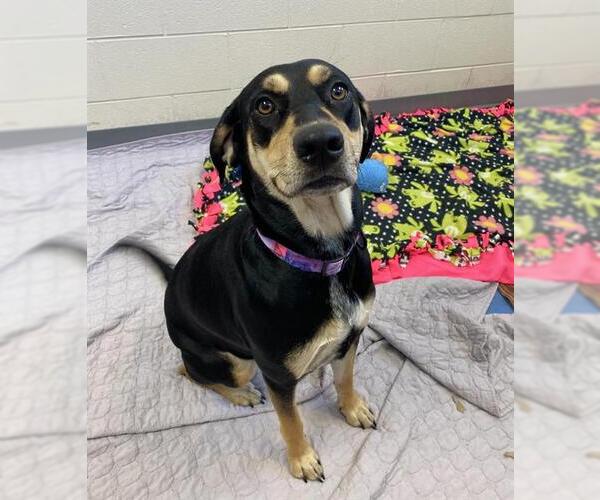 Medium Photo #1 Black and Tan Coonhound Puppy For Sale in Fort Wayne, IN, USA