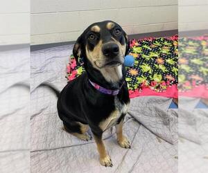 Black and Tan Coonhound Dogs for adoption in Fort Wayne, IN, USA