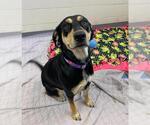 Small Black and Tan Coonhound
