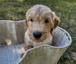 Small #3 Doodle-Goldendoodle Mix