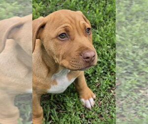 Mutt Dogs for adoption in OKLAHOMA CITY, OK, USA