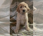 Image preview for Ad Listing. Nickname: Yellow
