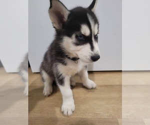 Siberian Husky Puppy for sale in HOMESTEAD, PA, USA