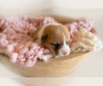 Small Photo #1 Pembroke Welsh Corgi Puppy For Sale in WAVERLY HALL, GA, USA