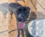 Small #1 Boxer Mix
