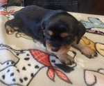 Small Photo #51 Aussalier Puppy For Sale in ATHOL, ID, USA
