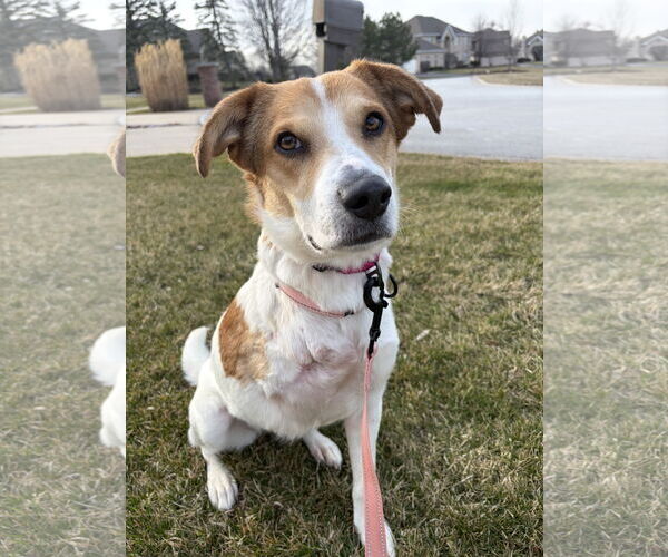 Medium Photo #5 Mutt Puppy For Sale in Plainfield, IL, USA