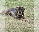 Small #6 Mutt