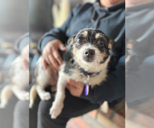 Medium Photo #4 Chihuahua-Unknown Mix Puppy For Sale in Pittsburg, CA, USA