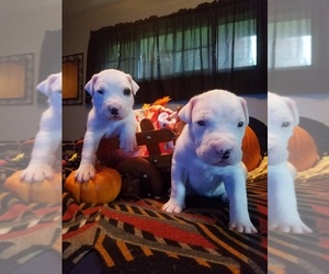 Dogo Argentino Puppy for sale in NEW BRIGHTON, PA, USA