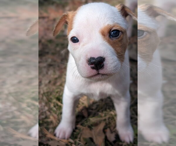 Medium Photo #5 Mutt Puppy For Sale in Brooklyn Center, MN, USA