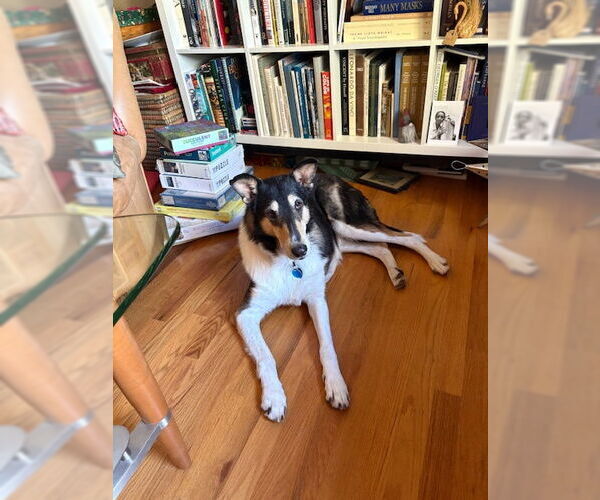 Medium Photo #2 Collie Puppy For Sale in Pueblo West, CO, USA