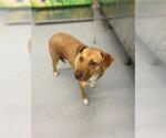 Small Labrador Retriever