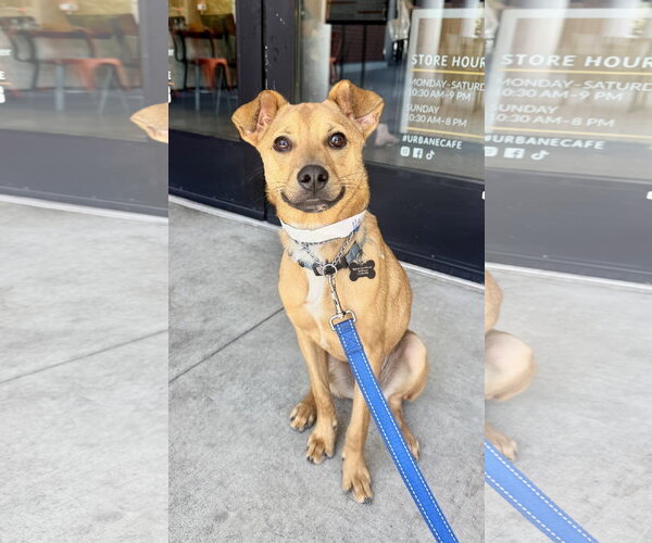 Medium Photo #4 Chihuahua Puppy For Sale in Marina Del Rey, CA, USA