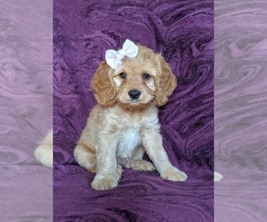 Cock-A-Poo Puppy for sale in KIRKWOOD, PA, USA