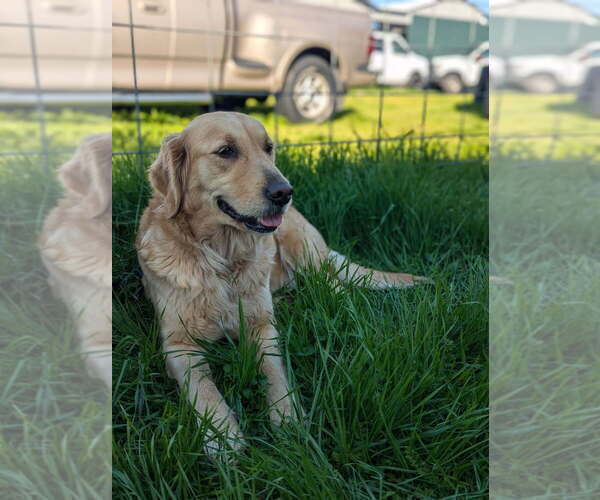 Medium Photo #1 Golden Retriever Puppy For Sale in CLOVIS, CA, USA