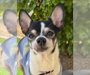 Chihuahua-Unknown Mix Dogs for adoption in Las Vegas, NV, USA