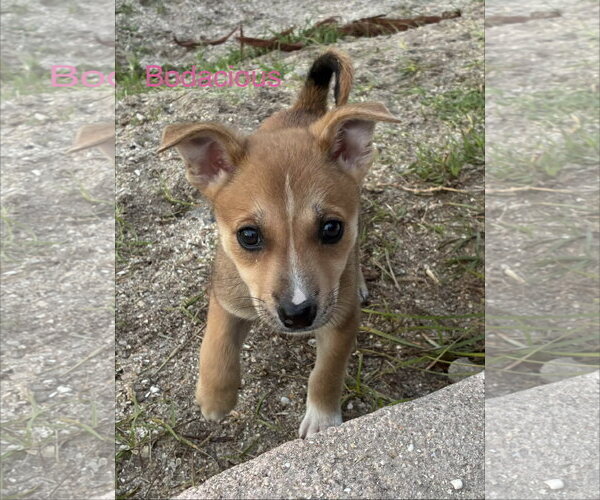 Medium Photo #2 Mutt Puppy For Sale in Royal Palm Beach, FL, USA