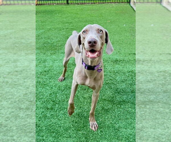 Medium Photo #2 Weimaraner Puppy For Sale in Fort Worth, TX, USA